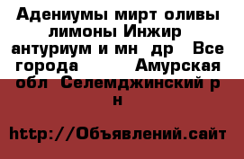 Адениумы,мирт,оливы,лимоны,Инжир, антуриум и мн .др - Все города  »    . Амурская обл.,Селемджинский р-н